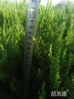 高度60厘米龙柏