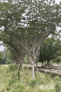 13公分紫薇