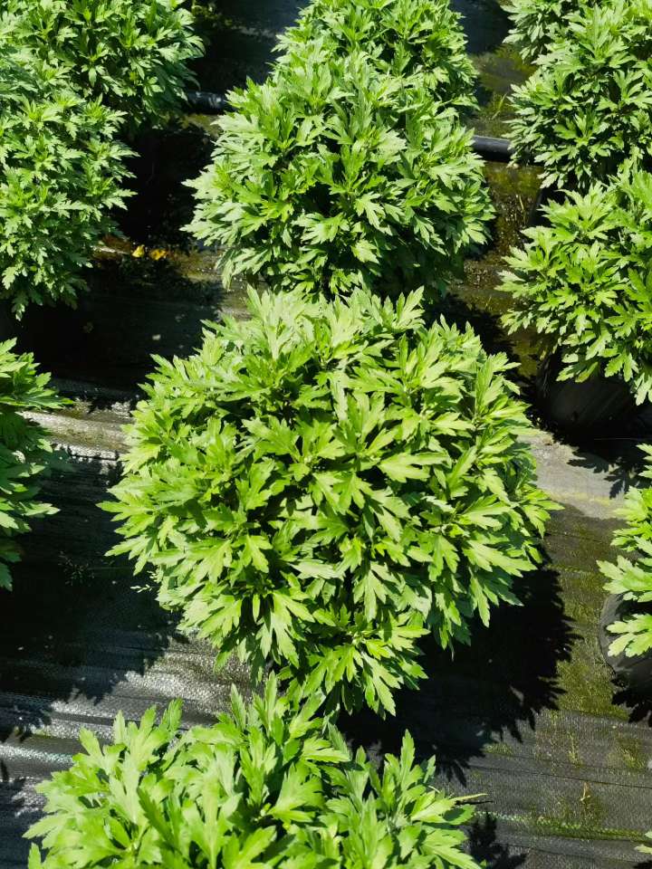 高度25厘米球菊