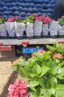 高度30厘米八仙花