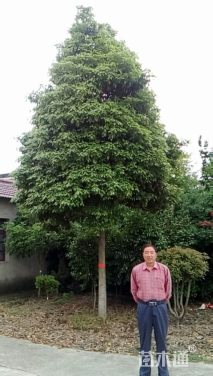 14公分大果楠