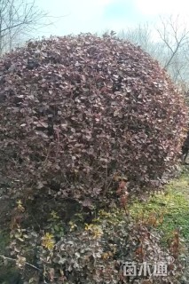 冠幅150厘米卫矛球