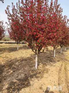 10公分绚丽海棠