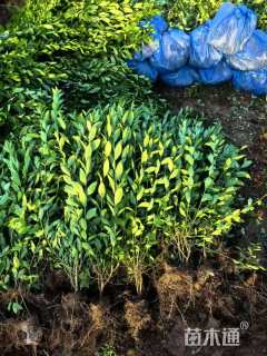 高度50厘米水蜡