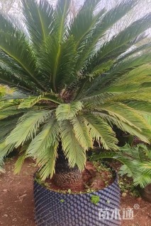 裸干高80厘米铁树