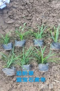 高度20厘米沿阶草