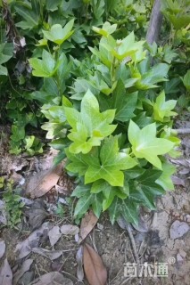 高度50厘米熊掌木小苗