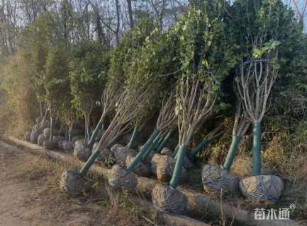 11公分山茶
