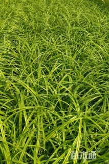 高度25厘米大花萱草