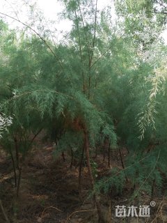 高度250厘米柽柳