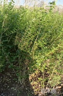 高度50厘米小叶女贞