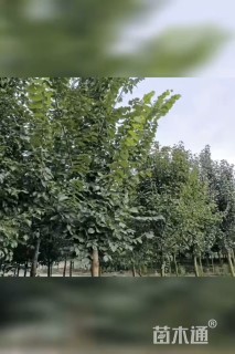 12公分白榆
