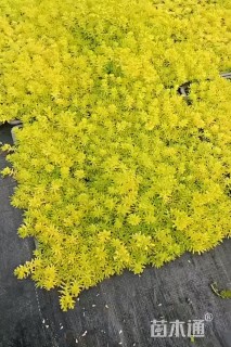 高度10厘米佛甲草