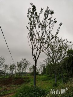 20公分朴树