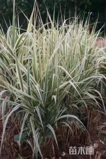 高度10厘米花叶芦竹