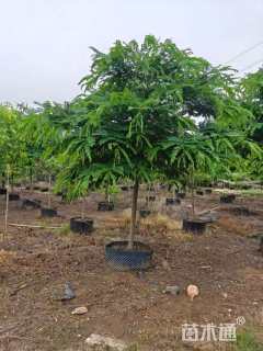 8公分粉花山扁豆