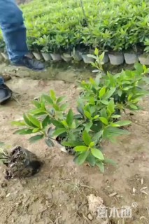 高度30厘米春鹃小苗