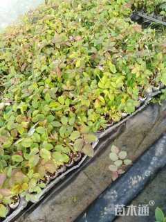 高度20厘米月季小苗