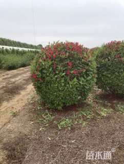 高度150厘米红王子锦带球