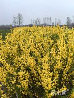 高度110厘米连翘