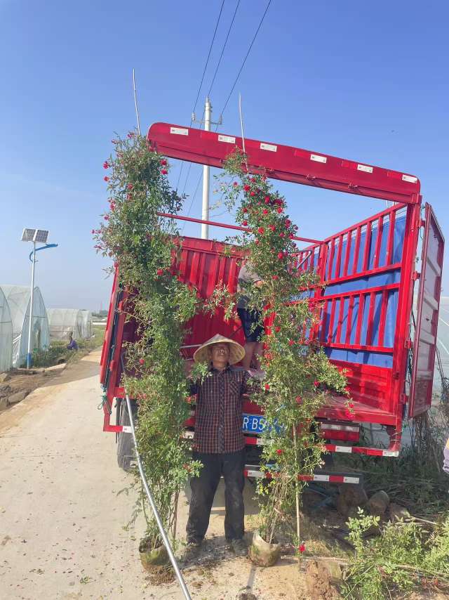 高度400厘米蔷薇