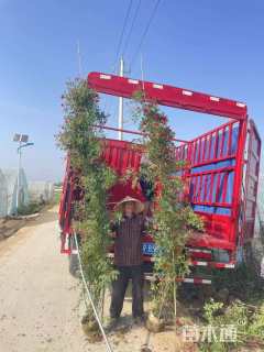 高度400厘米蔷薇