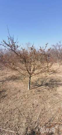 10公分日本红枫