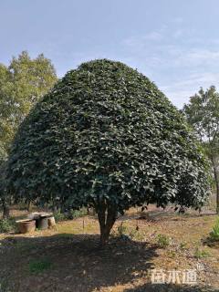 20公分桂花