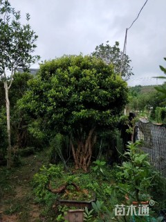 高度286厘米映山红