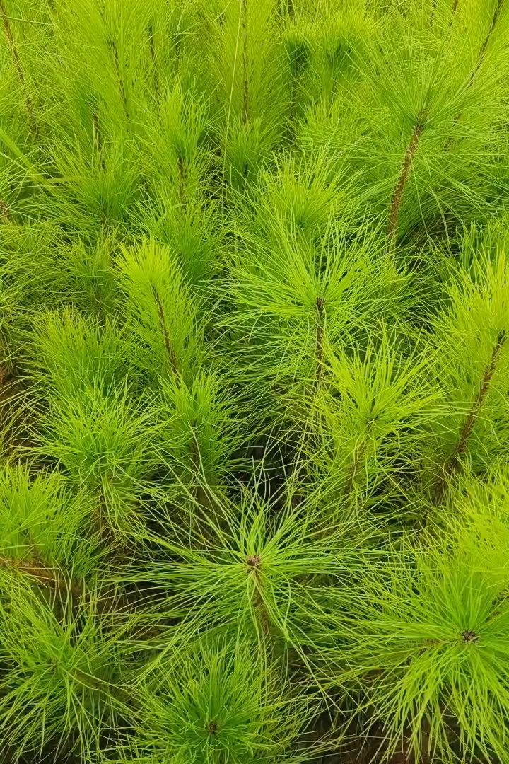 高度40厘米马尾松