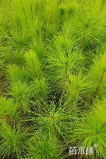 高度40厘米马尾松
