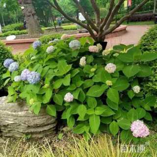高度20厘米八仙花