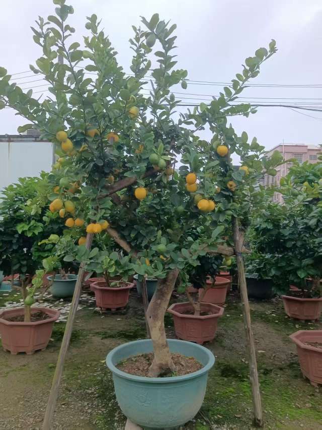 高度250厘米柠檬