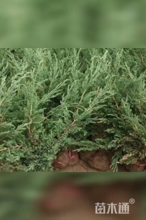 高度30厘米沙地柏