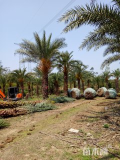 裸干高300厘米中东海枣