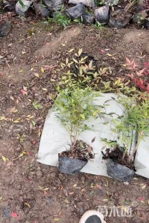 高度30厘米南天竹