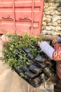 冠幅30厘米瓜子黄杨球