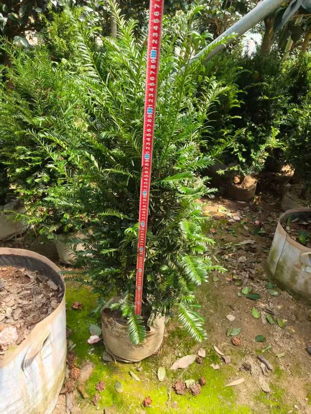 3公分红豆杉