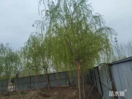 12公分垂柳