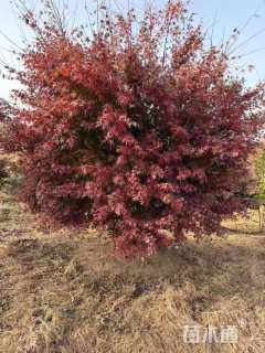 高度450厘米丛生鸡爪槭