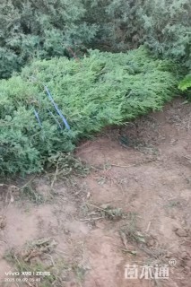 高度250厘米圆柏