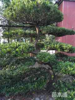 高度100厘米中叶罗汉松