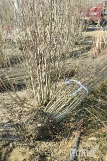 高度100厘米丛生木槿