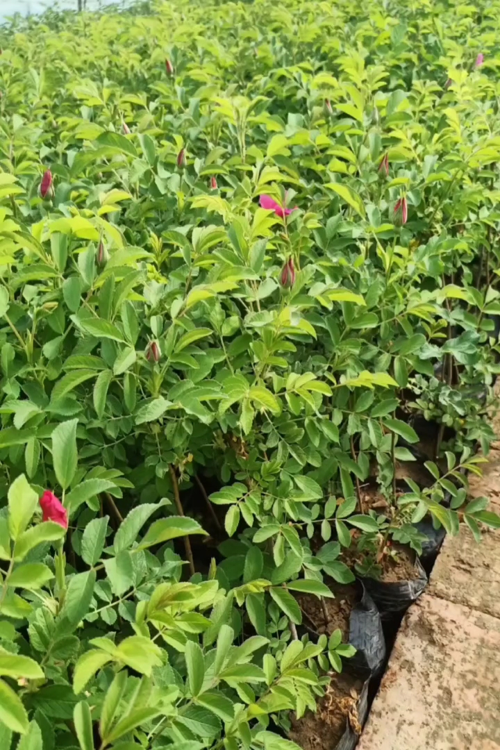 高度30厘米冷香玫瑰