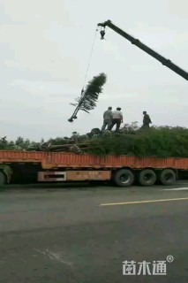 22公分红叶石楠