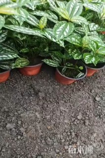 高度15厘米冷水花