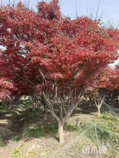 高度400厘米丛生海棠