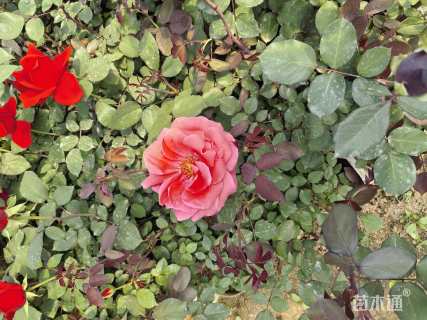 高度50厘米月季