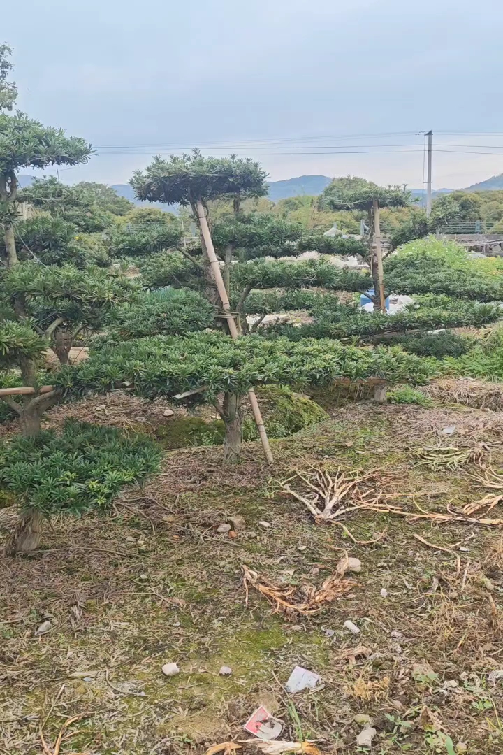 原生苗造型罗汉松