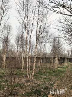 高度800厘米(5杆)丛生白桦